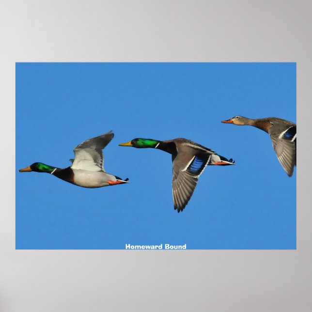 Mallard Duck Poster (Front)