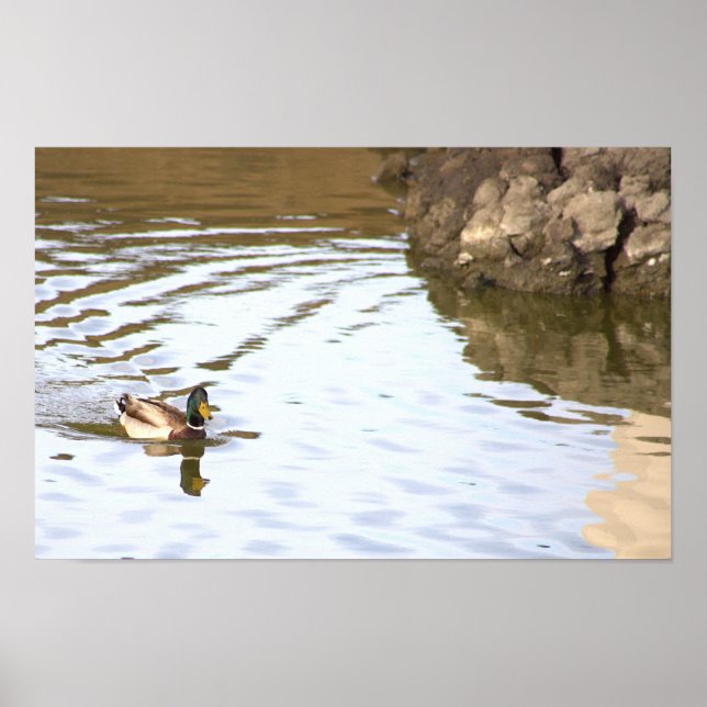 Mallard Duck Poster (Front)