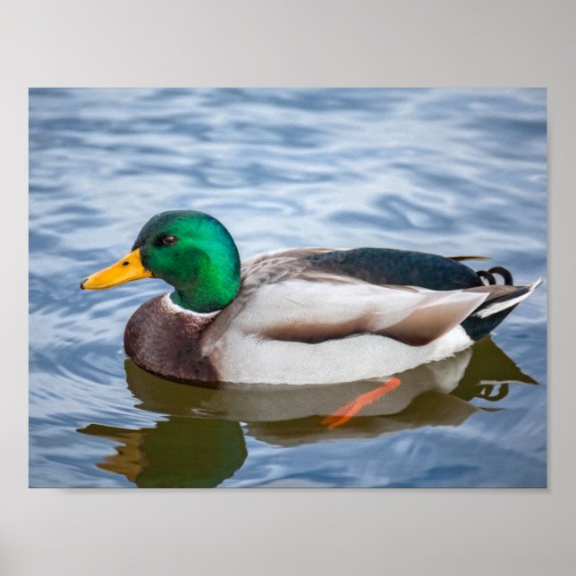Mallard Duck Poster (Front)