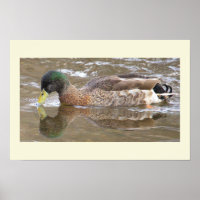 Mallard Duck Reflection Photo Poster