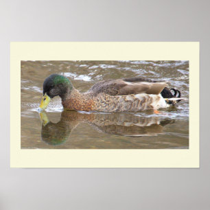Mallard Duck Reflection Photo Poster