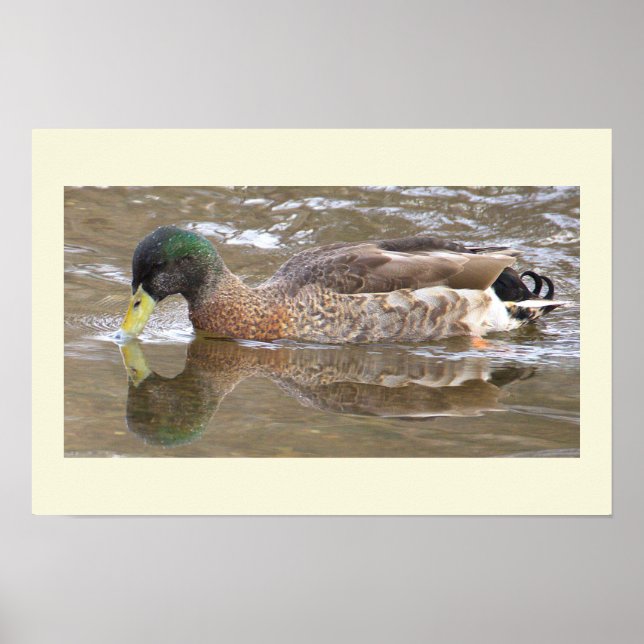 Mallard Duck Reflection Photo Poster (Front)