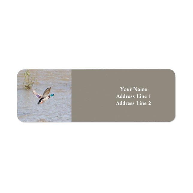 Mallard Duck Return Address Label (Front)
