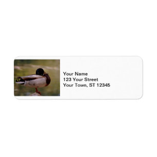Mallard Duck Return Address Label