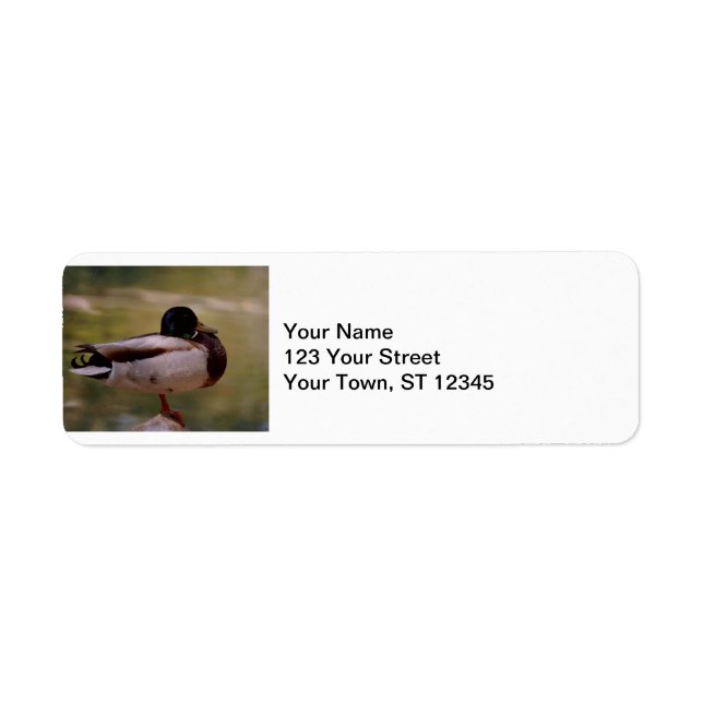 Mallard Duck Return Address Label (Front)