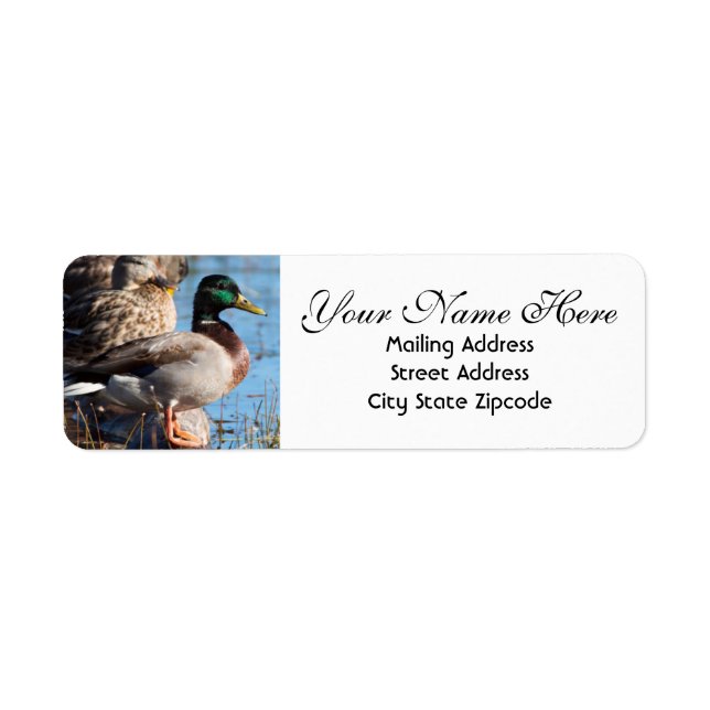 Mallard Duck Return Address Return Address Label (Front)