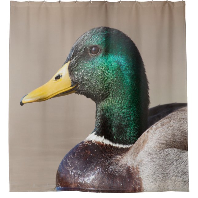 Mallard duck shower curtain (Front)