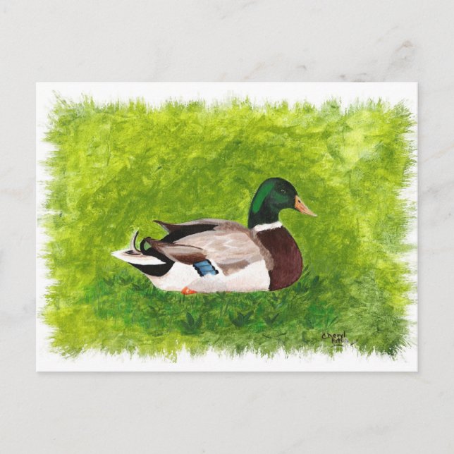 Mallard Duck Sitting in the Grass Postcards (Front)
