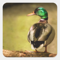 Mallard Duck