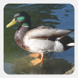 Mallard Duck Square Sticker