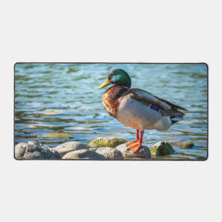 Mallard Duck Standing on Shore Rocks by the Lake Desk Mat