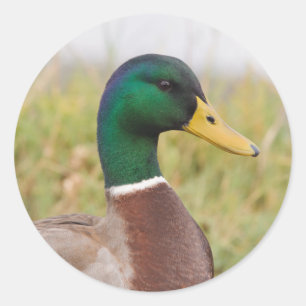 Mallard Duck Stickers