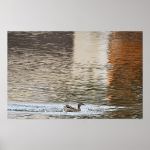 Mallard Duck Swimming Poster