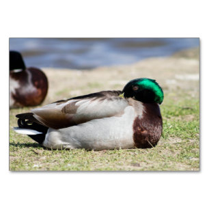 Mallard Duck Table Number