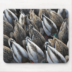 Mallard duck tails mouse pad