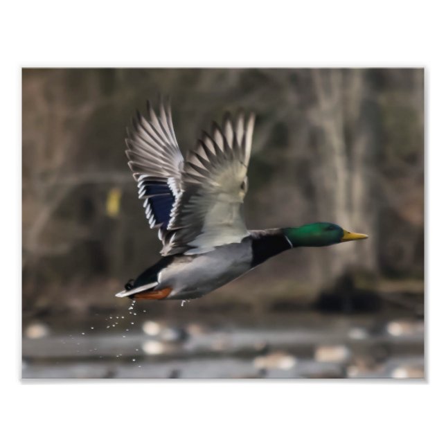 Mallard Duck Taking Off Print (Front)