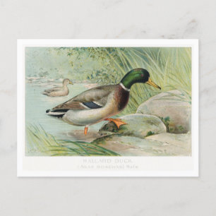 Mallard Duck Vintage Illustration Postcard