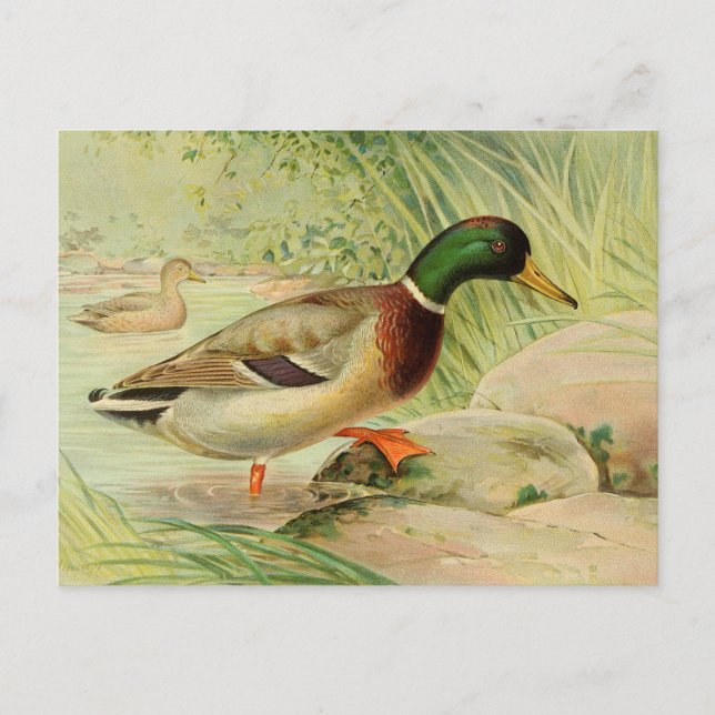 Mallard Duck Vintage Painting Post Card (Front)