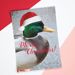 Mallard Duck Wearing Red Santa Hat Holiday Card