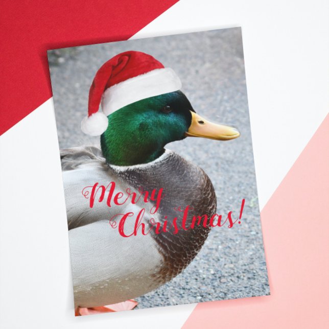 Mallard Duck Wearing Red Santa Hat Holiday Card (In Situ)
