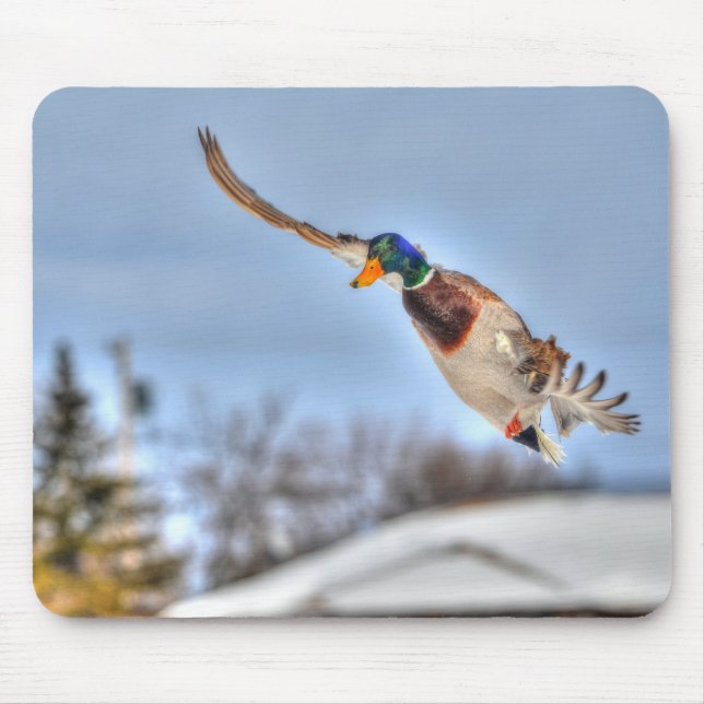Mallard Duck Wildlife Photo for Bird-lovers Mouse Pad (Front)