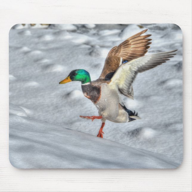 Mallard Duck Wildlife Photo for Bird-lovers Mouse Pad (Front)