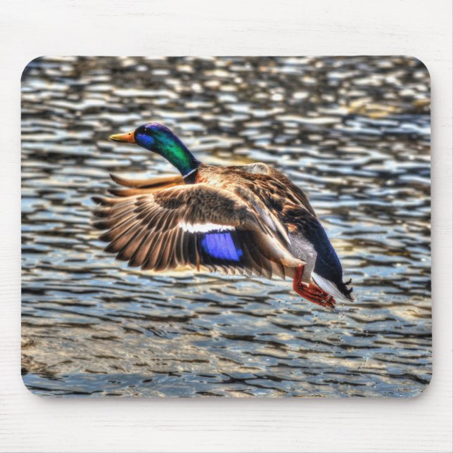 Mallard Duck Wildlife Photo for Bird-lovers Mouse Pad (Front)