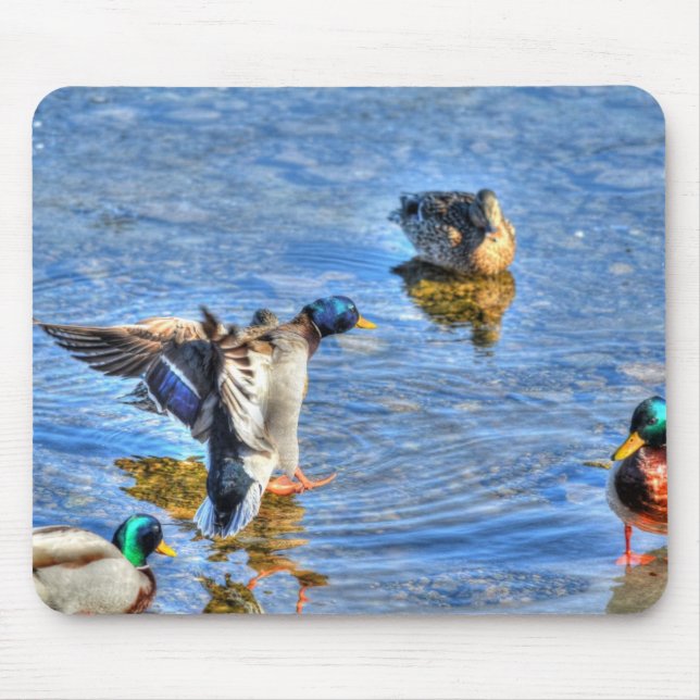 Mallard Duck Wildlife Photo for Bird-lovers Mouse Pad (Front)