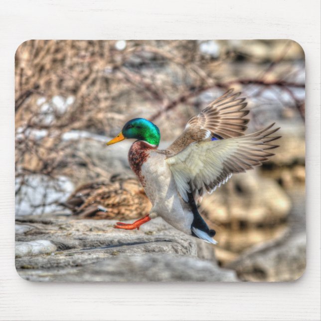 Mallard Duck Wildlife Photo for Bird-lovers Mouse Pad (Front)