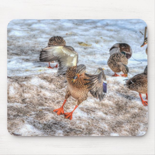 Mallard Duck Wildlife Photo for Bird-lovers Mouse Pad (Front)