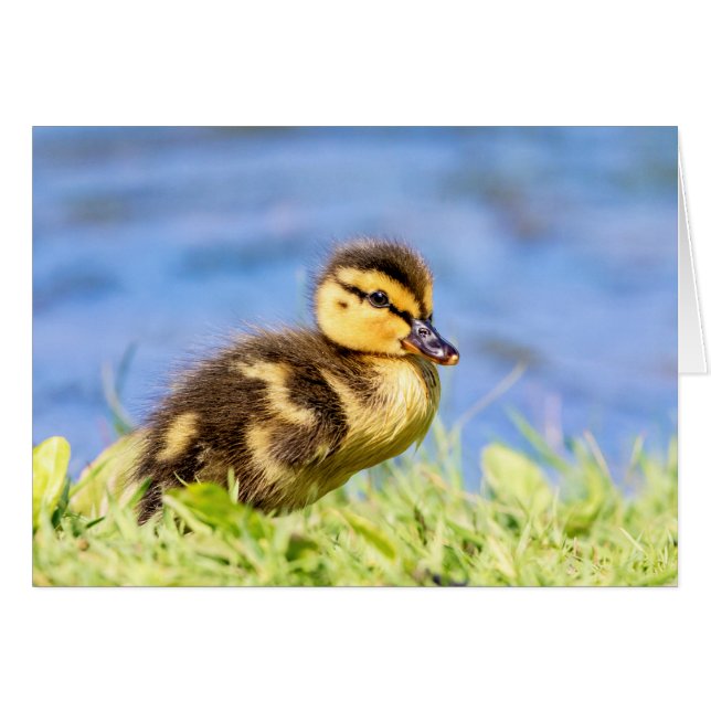 Mallard Duckling (Front Horizontal)