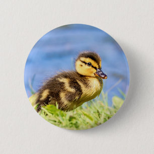 Mallard Duckling 6 Cm Round Badge