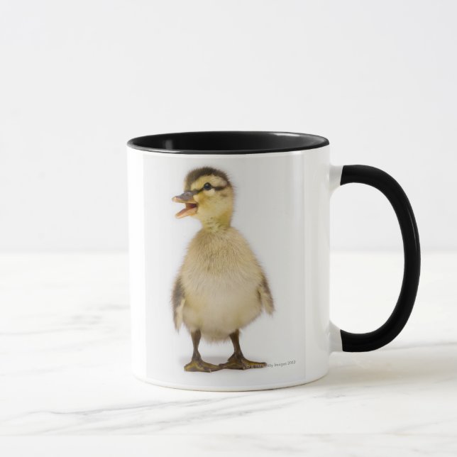 Mallard duckling (Anas platyrhynchos) Mug (Right)