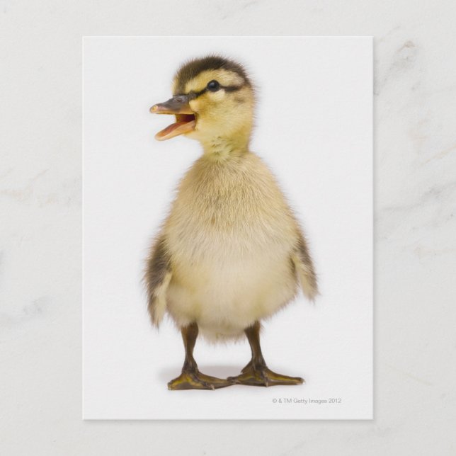 Mallard duckling (Anas platyrhynchos) Postcard (Front)