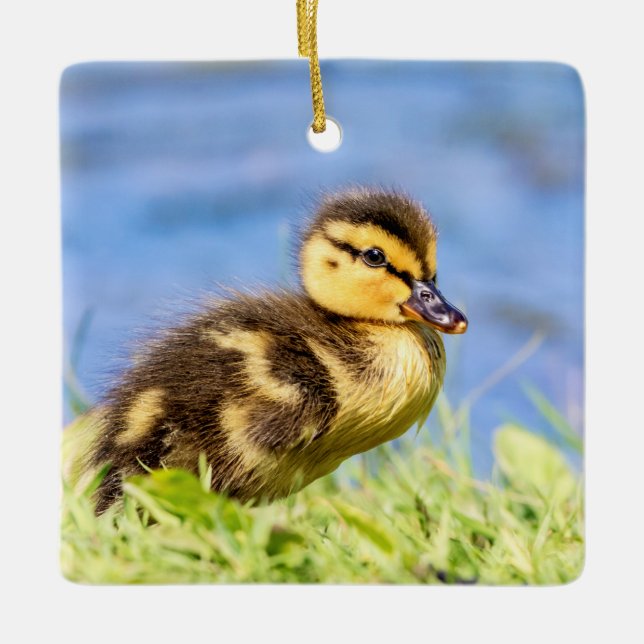 Mallard Duckling Ceramic Tree Decoration (Front)
