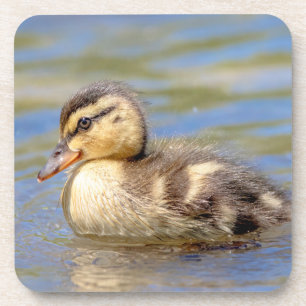 Mallard Duckling Coaster