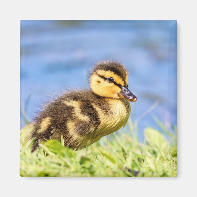 Mallard Duckling Magnet (Front)