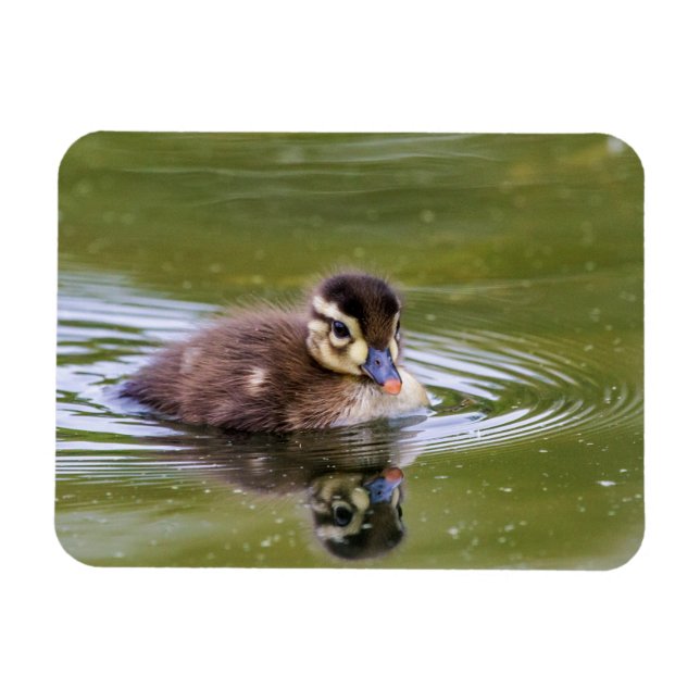 Mallard Duckling Magnet (Horizontal)
