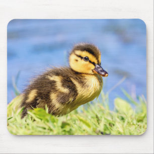 Mallard Duckling Mouse Pad
