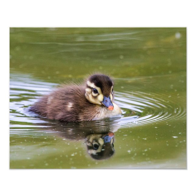 Mallard Duckling Photo Print (Front)