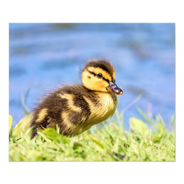 Mallard Duckling Photo Print (Front)