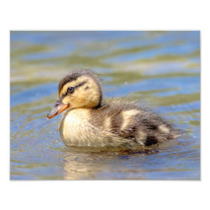 Mallard Duckling Photo Print