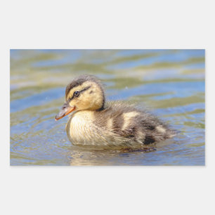Mallard Duckling Rectangular Sticker
