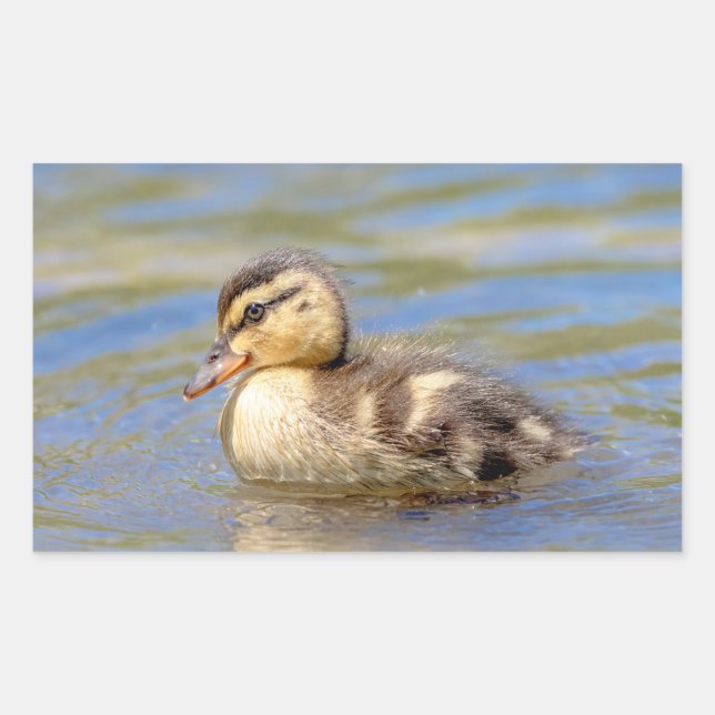 Mallard Duckling Rectangular Sticker (Front)
