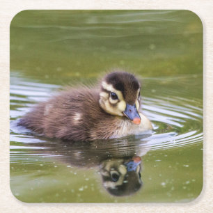 Mallard Duckling Square Paper Coaster