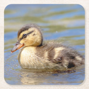 Mallard Duckling Square Paper Coaster