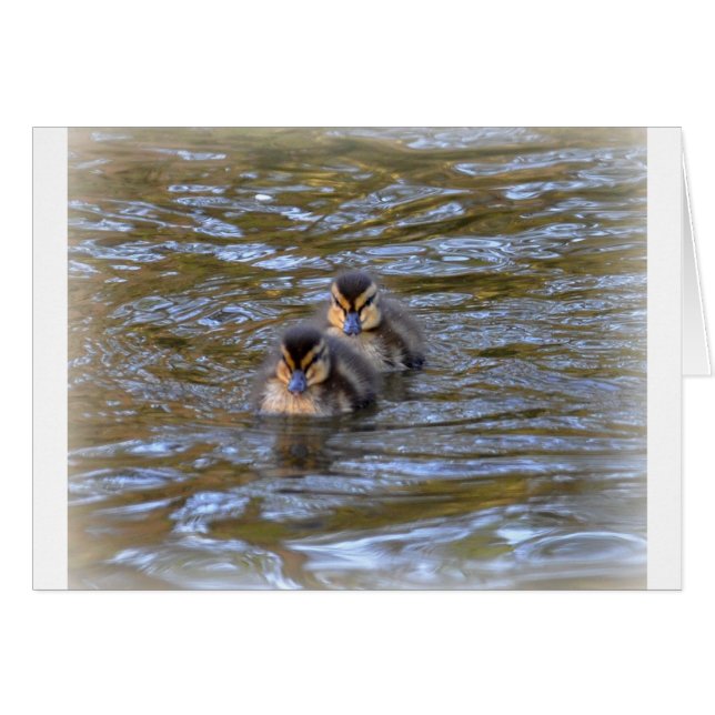 Mallard Ducklings (Front Horizontal)