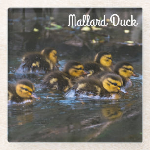 Mallard Ducklings Glass Coaster