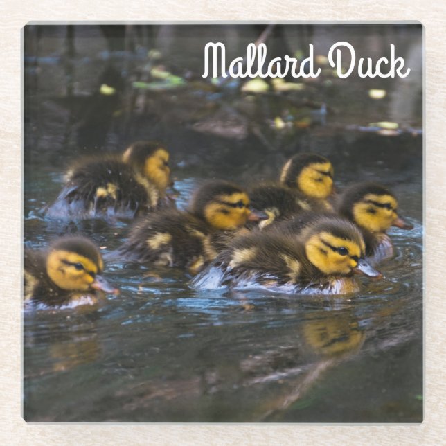 Mallard Ducklings Glass Coaster (Front)