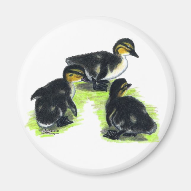 Mallard Ducklings Magnet (Front)